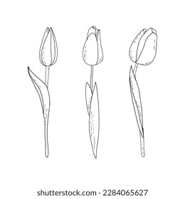 Hand-drawn vector set of outline tulips with shading 