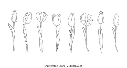 Hand-drawn vector set of outline tulips with shading 