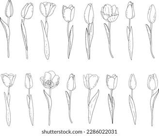Hand-drawn vector set of outline tulips with shading 
