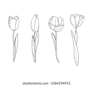 Conjunto de vector dibujado a mano de tulipanes de contorno con sombreado 