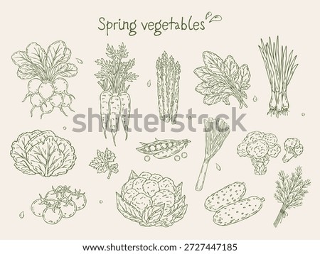 Hand-drawn vector set of spring vegetables and greens. Minimal line art illustrations of fresh lettuce, spinach, herbs, carrots, radish, broccoli, asparagus, peas, cucumbers, and cherry tomatoes 