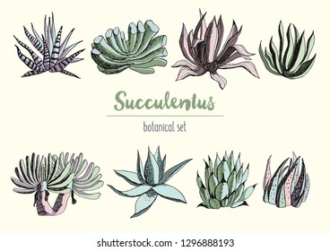 Hand-drawn vector set of succulents.