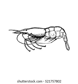 Hand-drawn vector shrimp, outline. Coloring book.