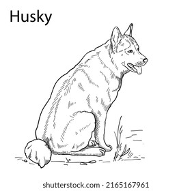 Hand-drawn vector silhouette of a husky, for the design of banners, posters 