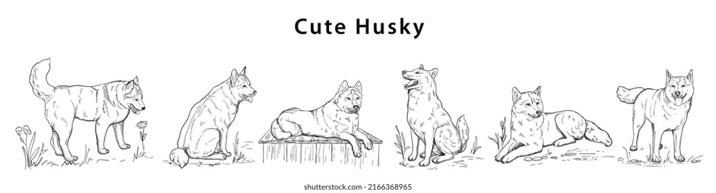 Hand-drawn vector silhouette of husky in different poses for banner poster 