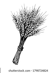 Hand-drawn vector sketch in black outline in engraving style. Bunch of spikelets of wheat, cereals, organic farming, agriculture, seasonal crops. Food, bread, flour. For labels, logo, market.