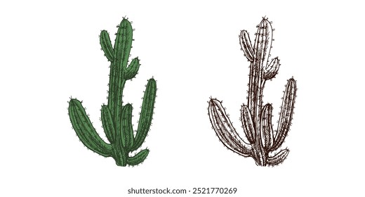 Esboço vetorial desenhado à mão de cactos. Elemento isolado para design. Ilustração vintage. Elemento para o desenho das etiquetas. Desenho monocromático. A natureza do México. América Latina.