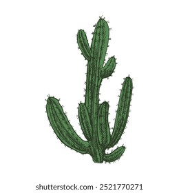 Hand-drawn vector sketch of cactus. Isolated element for design. Vintage illustration. Element for the design of labels. Monochrome drawing. The nature of Mexico. Latin America.