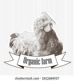 Hand-drawn Vector sketch. Chicken farm premium quality. Hen logo. Vintage style of element design packaging. Mockup