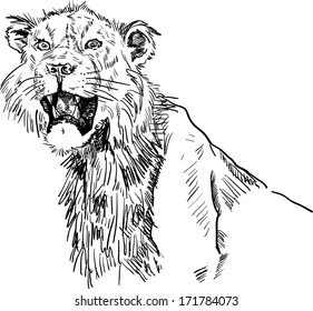 Hand-drawn vector sketch of a lioness 