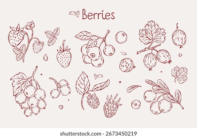 Hand-drawn vector sketch set of berries. Includes raspberry, strawberry, lingonberry, blueberry, gooseberry, and currant in a minimal doodle style, ideal for healthy designs