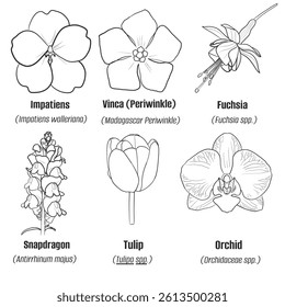 Hand-drawn vector sketch set of flowers illustration line art impatiens, walleriana vinca, periwinkle, fuchsia, snapdragon, tulip, and orchid isolated on white background
