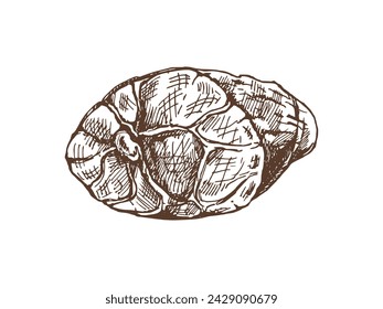 Hand-drawn vector sketch of sliced ham. Italian prosciutto vintage sketch. Butcher shop. Great for label, restaurant menu. Engraved image.	