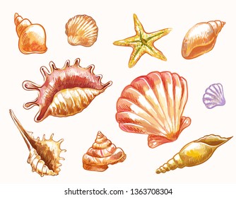 Hand-drawn vector sketches of shells. Decorative elements suitable for summer or sea natural design
