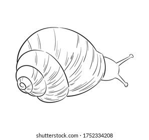 Hand-drawn vector snail line art drawing. Minimalist outline illustration. Stylized element for cosmetic packaging design, logo, web banner, print. Isolated on white background. 