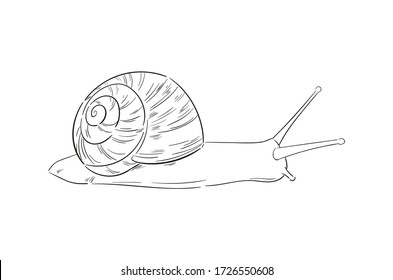 Hand-drawn vector snail. Minimalist outline illustration. Sketch line art drawing isolated on white background. Stylized engraved element for cosmetic packaging design, logo, label, banner. 