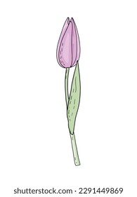 Hand-drawn vector spring pink tulip with foliage isolated on white background for wedding design, floral greeting cards, posters.