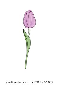 Hand-drawn vector spring pink tulip with foliage isolated on white background for wedding design, floral greeting cards, posters.
