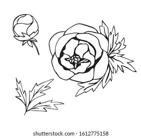 Hand-drawn vector stock illustration. Floral set, peony with blossoming petals, flower bud, branch, leaves. For prints, clothes, cosmetics, tattoos, March 8, postcards, stickers, spring, summer design