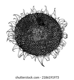 
Hand-drawn vector sunflower sketch. 
Illustration in vintage style. Isolated design element .
