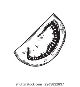 Hand-drawn vector tomato. Monochrome drawing in the style of engraving. Clipart