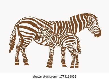 Hand-drawn vector two zebras, vintage illustration, family