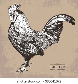 hand-drawn vector vintage style rooster 