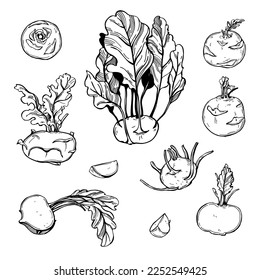 Hand-drawn vegetables on white background. Kohlrabi, German turnip or turnip cabbage. Vector sketch  illustration. 