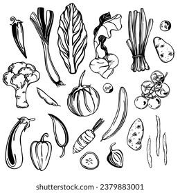 Hand-drawn vegetables on white background. Vector sketch illustration. 