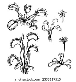 Hand-drawn Venus flytrap (Dionaea muscipula).  Vector sketch  illustration.