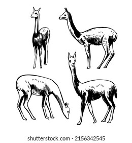 Hand-drawn  vicuna (Lama vicugna) . Vector sketch  illustration.