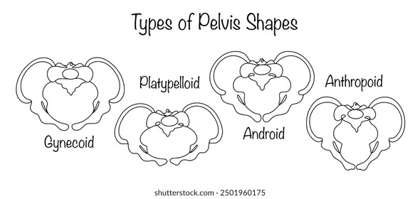 Hand-drawn views of the human pelvis. Gynecoid, android, anthropoid and platypeloid pelvis. The structure and size of the pelvis are crucial for the course and outcome of childbirth. Vector.