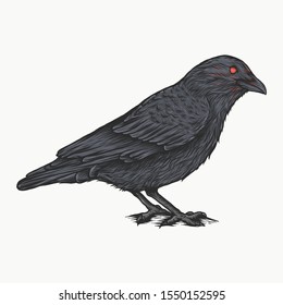 Handdrawn vintage crow vector illustration