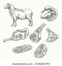 A hand-drawn vintage engraving of a lamb butcher chart, showcasing various cuts of lamb meat, ideal for fine dining, butcher branding, Mediterranean cuisine, and farm-to-table concepts.