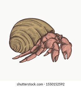 Handdrawn vintage hermit crab vector illustration