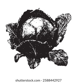 hand-drawn vintage vector illustration of a cabbage with detailed leaves, ideal for farm, organic food, botanical, and retro-style designs