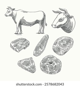 Hand-drawn vintage-style illustration featuring a detailed beef butcher chart, showcasing various meat cuts from a cow, ideal for steakhouse branding, butcher shops, culinary infographics