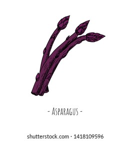 Hand-drawn violet asparagus. Isolated object on a white background. Vector cartoon illustration.