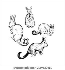 Hand-drawn Viscacha (Lagidium Viscacia, Vizcacha rodent animal, Lagidium Peruanum).  Vector sketch  illustration.