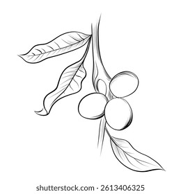 Hand-drawn walnut nut branch isolated sketch vector