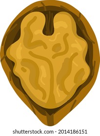Hand-drawn walnut vector illustration. Farm organic nut for juice or salad. Eco-friendly nut for diet. 