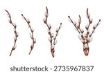Hand-drawn watercolor Easter illustration featuring delicate pussy willow branches