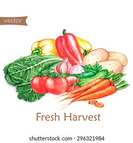 Hand-drawn watercolor illustration of  the fresh harvest. Different vegetables, isolated on the white background in vector. Tomatoes, carrots, lettuce, pepper, potatoes, cucumbers.