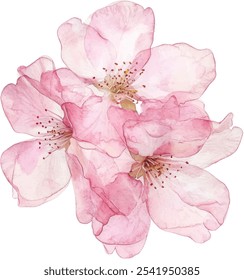 ilustração de aquarela desenhada à mão de flores de maçã vermelha. Vetor, isolado em um fundo branco. Perfeito para convites, cartazes de filmes, tecidos e vários projetos.