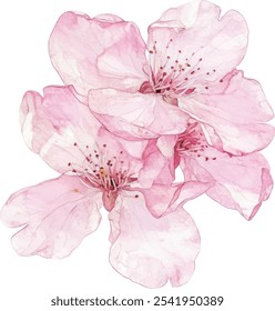 Hand-drawn watercolor illustration of red apple flowers. Vector, isolated on a white background. Perfect for invitations, movie posters, fabrics, and various designs.