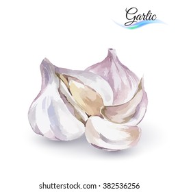 Hand-Drawn Watercolor Painting Garlic on White Background