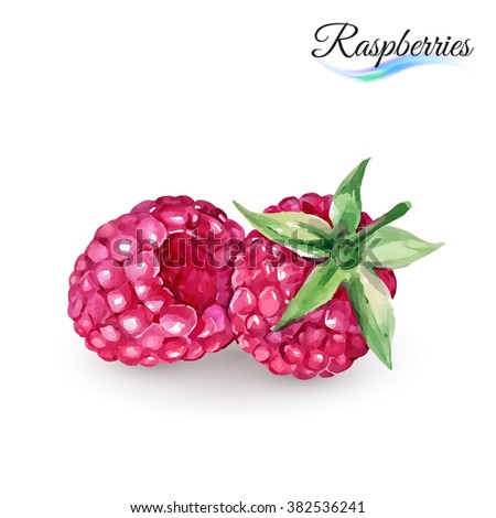 Hand-Drawn Watercolor Painting Raspberry on White Background