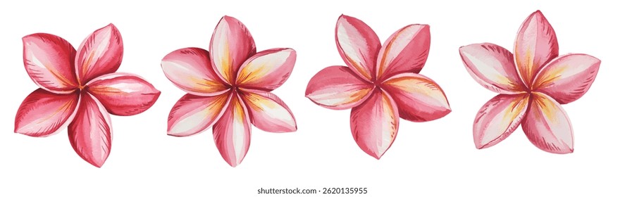Hand-drawn watercolor plumeria flowers painting. Plumeria flowers vector illustration.