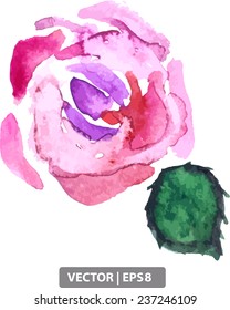 Hand-drawn watercolor rose with leaf in vector format. Crimson rose or peony on a white background, painted watercolor.