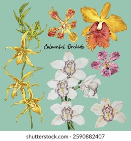 Hand-drawn watercolour isolated illustration of colourful orchids varieties. Suitable for flower card, wallpaper, botanical illustration, florist, flower arrangement or plant poster.